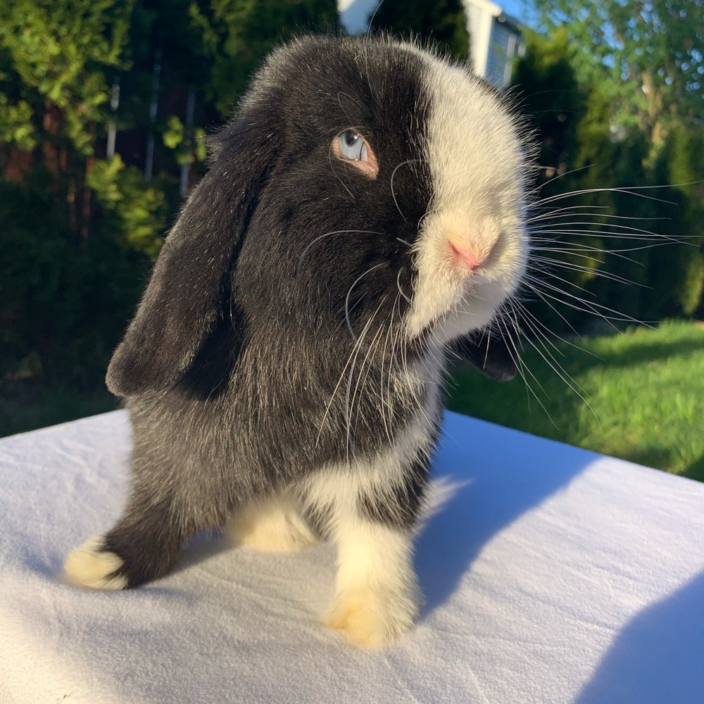 Meet your Posher, Miley